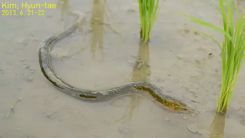 Lươn đồng màu nâu vàng trong ruộng lúa có nước nông