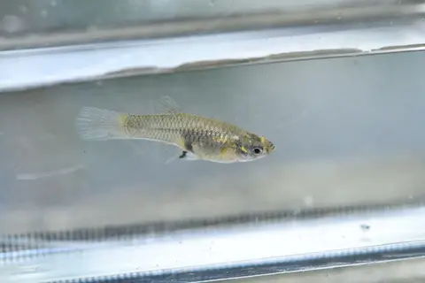 Guppy betina berenang di akuarium kaca saat difoto