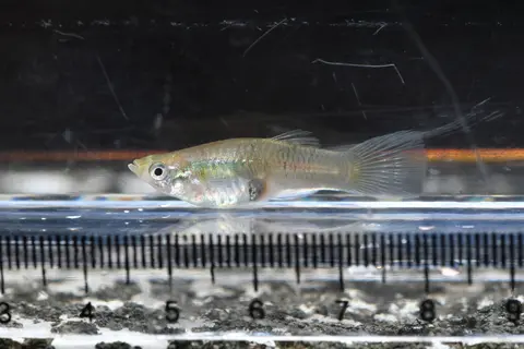 Guppy jantan berekor bening di akuarium kaca dengan penggaris