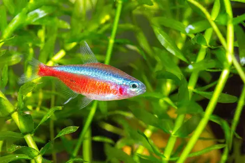 ปลาคาร์ดินัลเตตร้าโตเต็มวัยว่ายท่ามกลางไม้น้ำสีเขียวในตู้