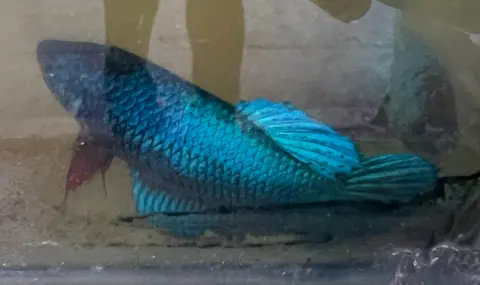 Cupang biru kehijauan di akuarium