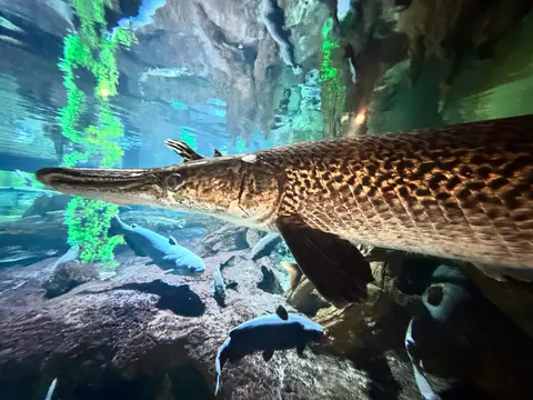 Ikan aligator
