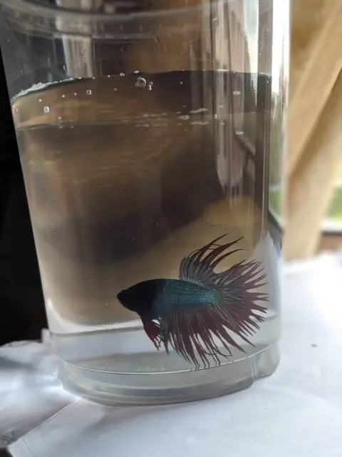 Cupang jantan crowntail berwarna gelap di dalam gelas berisi air