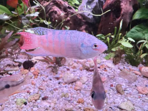 Ikan Paradise berwarna merah muda kebiruan di akuarium berdasar kerikil