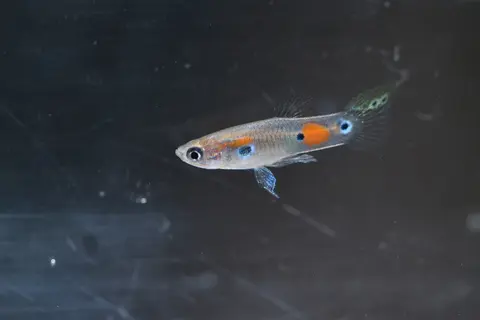 Guppy jantan berbadan perak dengan bintik oranye di akuarium kaca