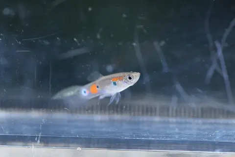 Guppy jantan berbintik oranye berenang dekat dinding akuarium