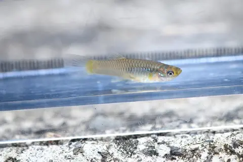 Guppy jantan kecil berekor kuning di akuarium kaca
