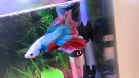 Cupang jantan biru merah berekor half moon di akuarium tanaman air