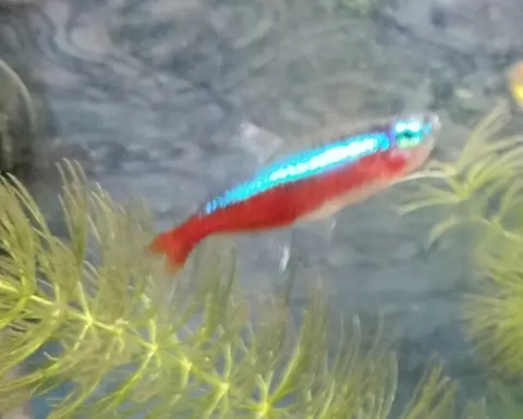 ปลาคาร์ดินัลเตตร้ามีแถบสีน้ำเงินและลำตัวสีแดงในตู้ไม้น้ำ
