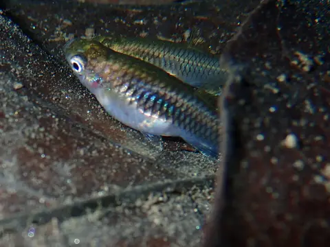 Guppy di alam berenang dekat dasar berbatu