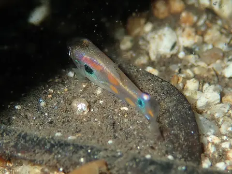 Guppy jantan berenang di samping batu di dasar pasir kerikil