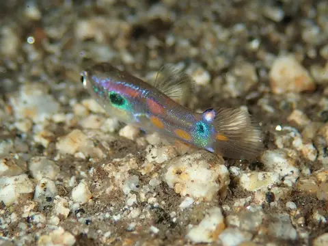 Guppy jantan berkilau biru kemerahan di atas dasar kerikil