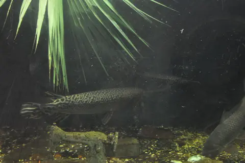 Ikan aligator