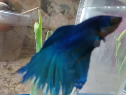 Cupang jantan biru berekor panjang di akuarium