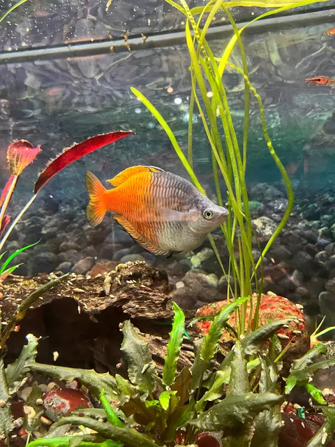 ปลาเรนโบว์โบสมานี