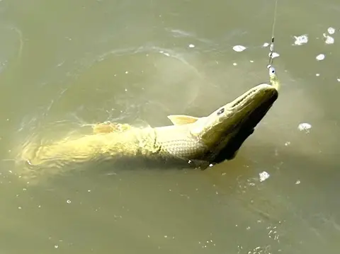 Ikan aligator
