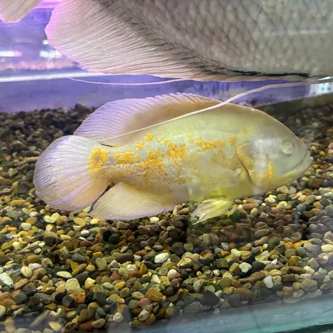 Oscar kuning putih (albino) berenang di akuarium kaca berdasar kerikil