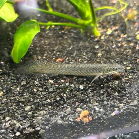 Polypterus Senegal