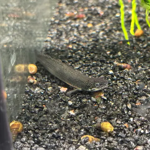 Polypterus Senegal