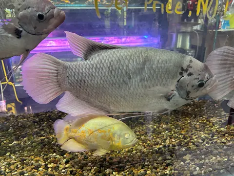 ปลาแรด
