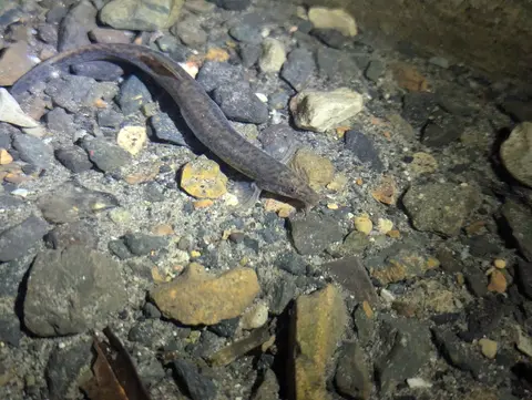 Cá chạch bùn trên đáy sỏi đá ở suối ngoài tự nhiên