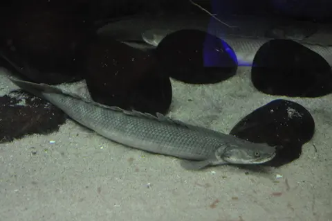 Polypterus Senegal