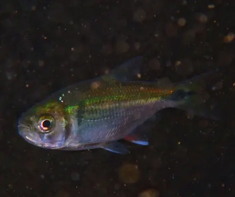 Blind Cave Tetra