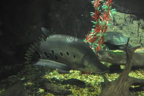 Clown Knife