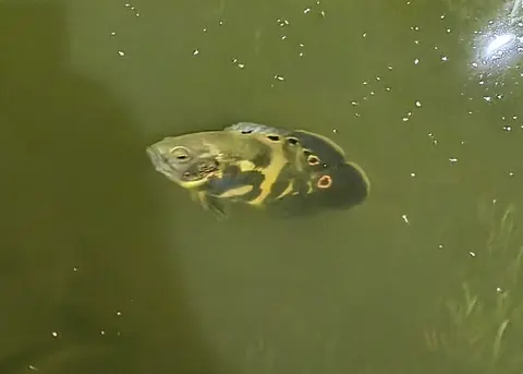Oscar belang kuning hitam berenang di air biru di alam liar