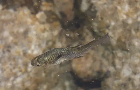Guppy di aliran air dangkal berdasar batu