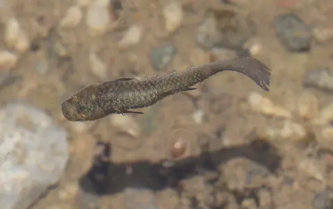 Guppy abu-abu berenang di air dangkal di alam liar