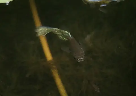 Guppy jantan berekor hijau berenang dekat batang tanaman di dalam air