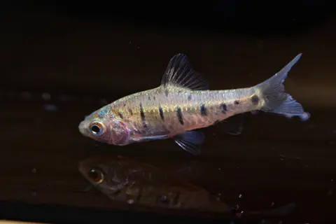 ปลาบาร์บทองมีแถบดำชัดบนพื้นหลังสีเข้ม