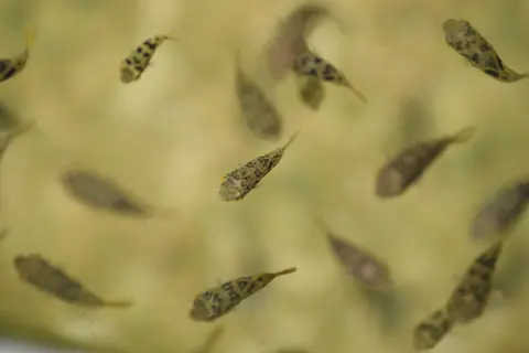 Sekelompok Pea Puffer kecil berenang di lingkungan alami