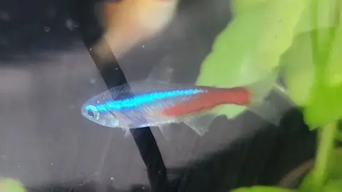 ปลานีออนโตเต็มวัยว่ายในตู้กระจก มีแถบสีน้ำเงินและลำตัวสีแดง