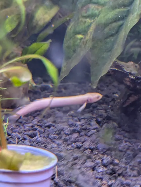Polypterus Senegal