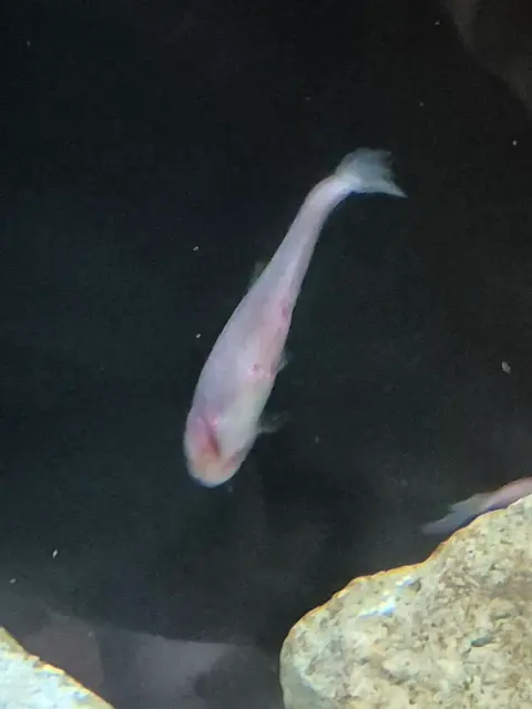 Blind Cave Tetra