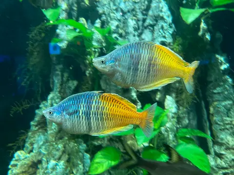 ปลาเรนโบว์โบสมานี
