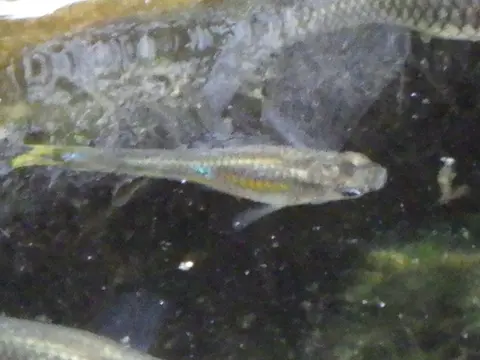 Guppy berenang di aliran air alami yang berlumut