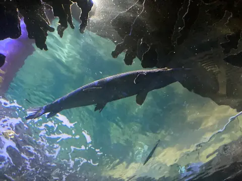 Ikan aligator