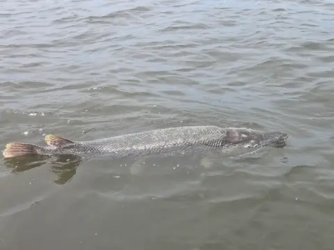 Ikan aligator