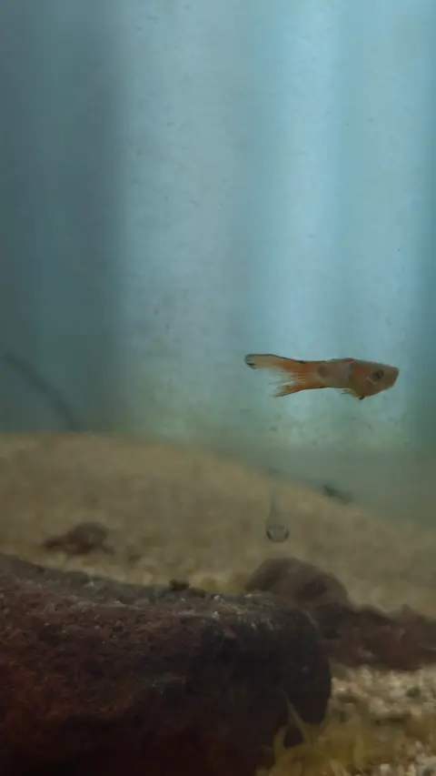 Guppy jantan berekor merah oranye berenang di akuarium