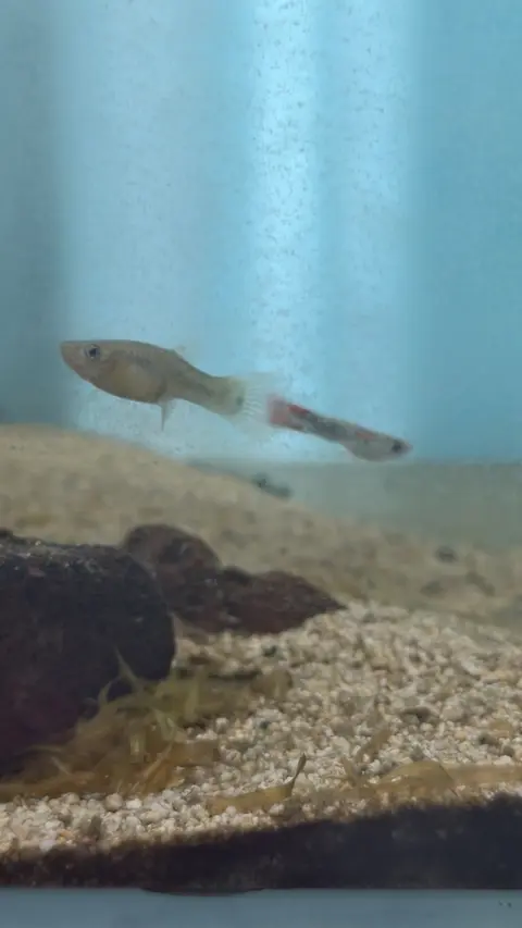 Guppy berenang dekat batu di akuarium berpasir
