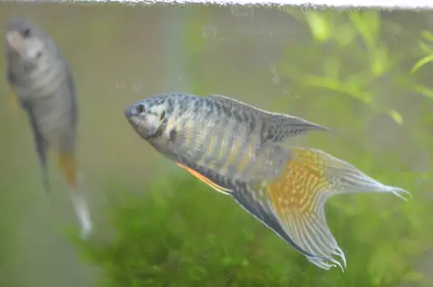 Ikan Paradise bergaris biru bersirip kuning di akuarium tanaman air