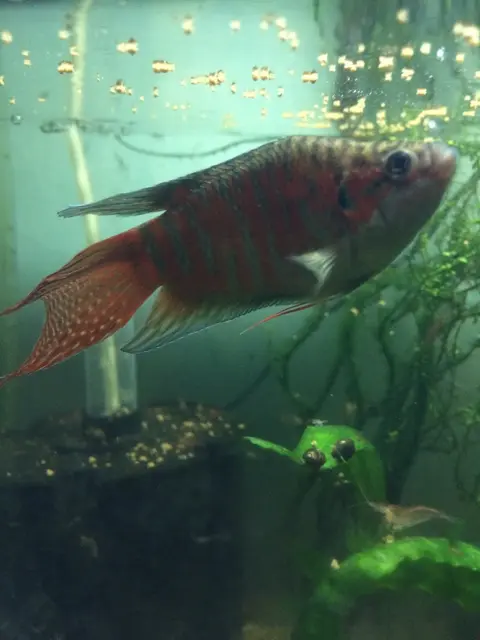 Ikan Paradise jantan merah bergaris gelap berenang di akuarium tanaman