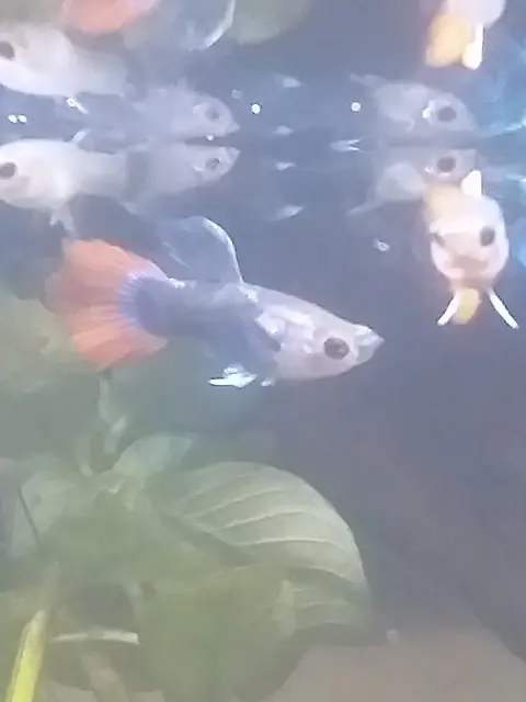 Guppy jantan berekor merah oranye berbadan abu-abu di akuarium bertanaman air