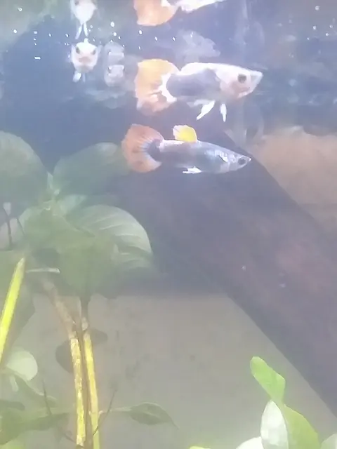 Guppy jantan berekor merah oranye berenang di akuarium tanaman air