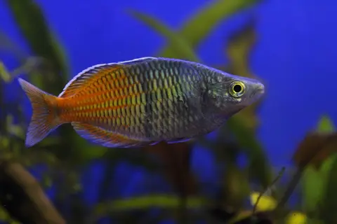 ปลาเรนโบว์โบสมานี