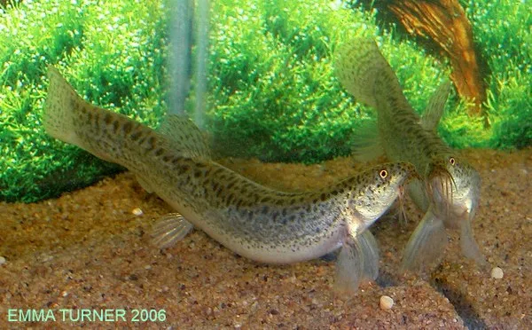 Cá chạch bùn, Misgurnus anguillicaudatus