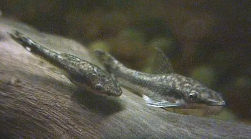 Otocinclus vittatus
